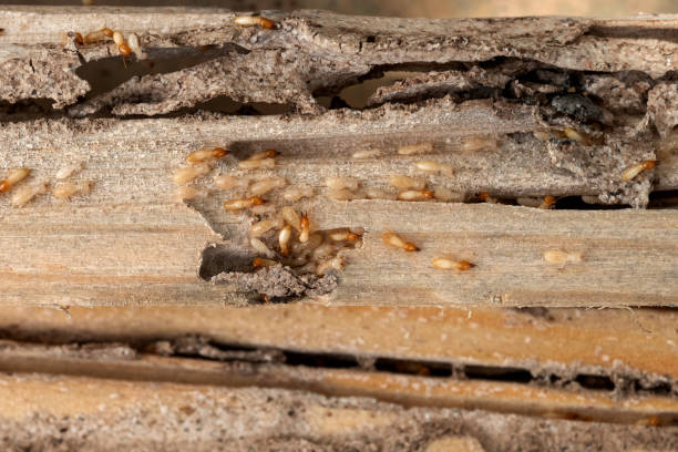 Best Emergency Pest Control  in Lehi, UT